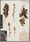 Foto von Salix aurita L.